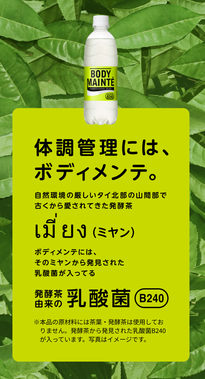 体調管理には、ボディメンテ。自然環境の厳しいタイ北部の山間部で古くから愛されてきた発酵茶ミヤン。ボディメンテには、そのミヤンから発見された乳酸菌が入ってる。発酵茶由来の乳酸菌B240 ※本品の原材料には茶葉・発酵茶は使用しておりません。発酵茶から発見された乳酸菌B240が入っています。写真はイメージです。